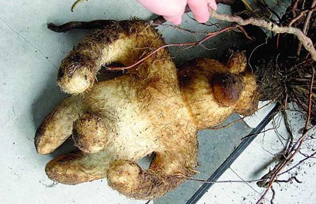 千年人形何首烏是真的嗎 千年人形何首烏是真的嗎