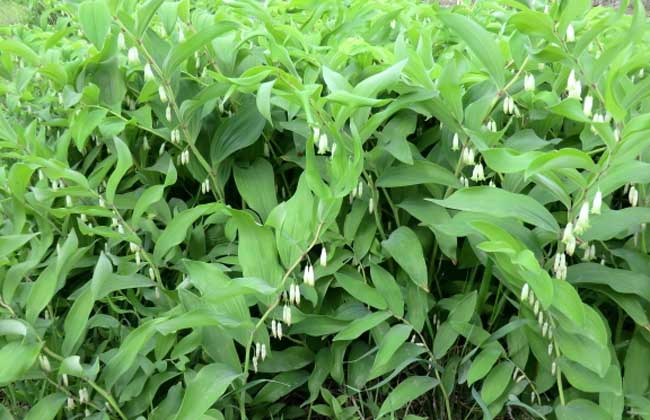 玉竹種類圖片大全 玉竹種類圖片大全