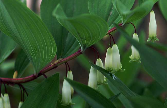 玉竹種類圖片大全 玉竹種類圖片大全