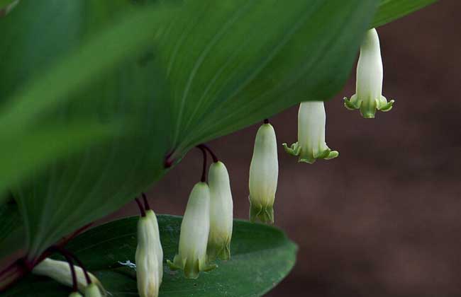 玉竹種類圖片大全 玉竹種類圖片大全