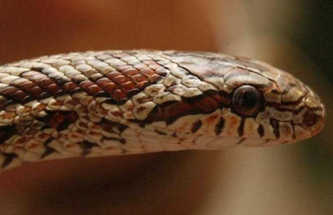 蛇圖片 蛇圖片