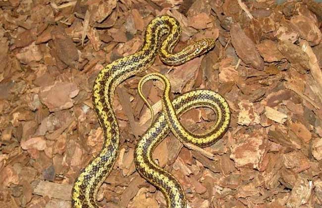 蛇養(yǎng)殖-蛇圖片 蛇養(yǎng)殖-蛇圖片