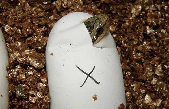 蛇養(yǎng)殖-蛇圖片 蛇養(yǎng)殖-蛇圖片