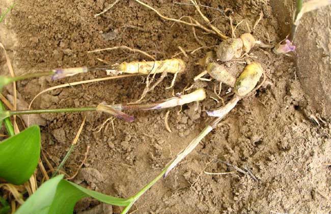 玉竹的繁殖方法 玉竹的繁殖方法