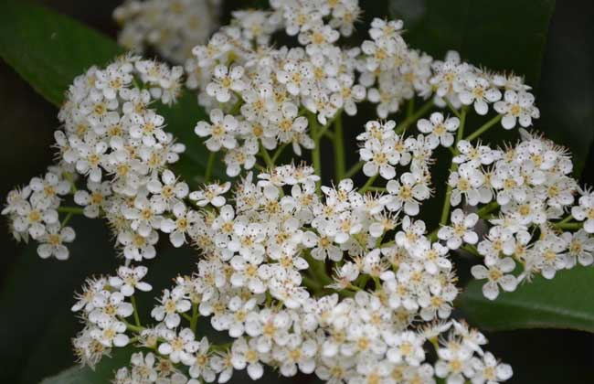 石楠的養(yǎng)殖方法-石楠圖片 石楠的養(yǎng)殖方法-石楠圖片