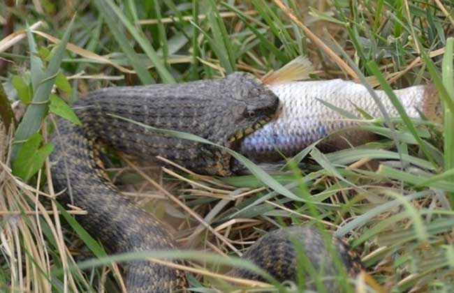 水蛇有毒嗎 水蛇有毒嗎