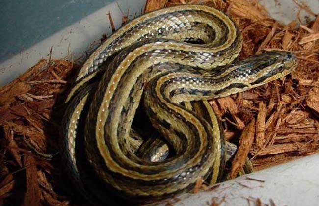 紅點(diǎn)錦蛇有毒嗎 紅點(diǎn)錦蛇有毒嗎