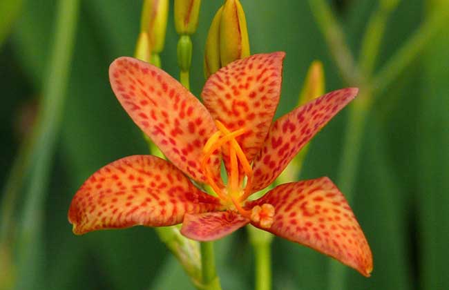 射干價格 射干價格