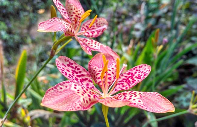 射干和黃花菜的區(qū)別 射干和黃花菜的區(qū)別