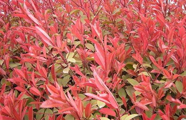 紅葉石楠品種圖片大全 紅葉石楠品種圖片大全