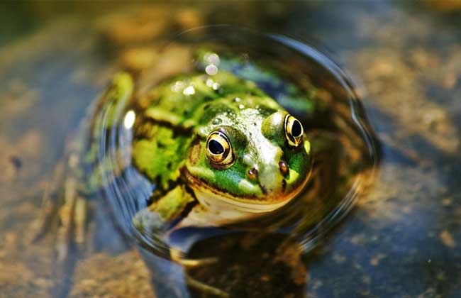 石蛙和青蛙的區(qū)別 石蛙和青蛙的區(qū)別