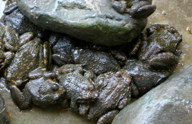 石蛙吃什么食物 石蛙吃什么食物