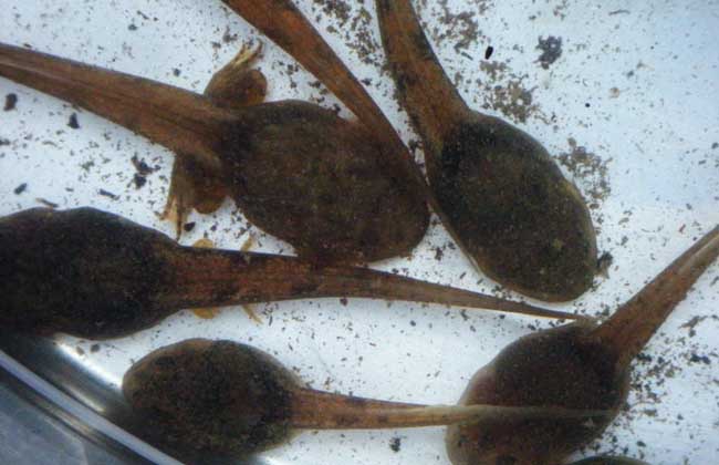 石蛙的生長(zhǎng)過程 石蛙的生長(zhǎng)過程