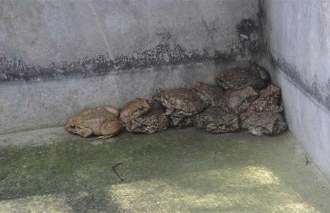 石蛙的生長(zhǎng)習(xí)性 石蛙的生長(zhǎng)習(xí)性