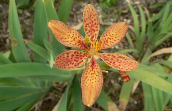 射干的繁殖方法 射干的繁殖方法