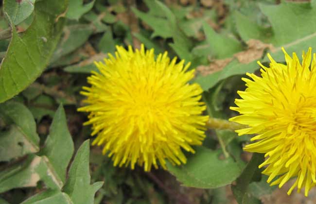 蒲公英的資料大全 蒲公英的資料大全