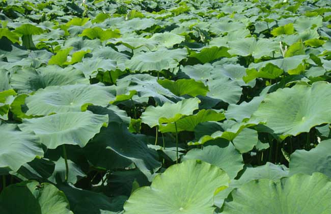 蓮藕病蟲害防治技術(shù) 蓮藕病蟲害防治技術(shù)