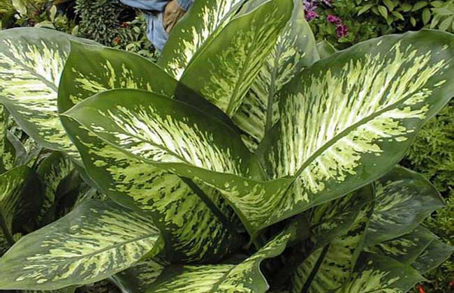 花葉萬年青圖片 花葉萬年青圖片