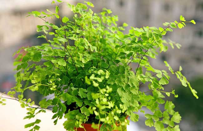 鐵線蕨圖片 鐵線蕨圖片