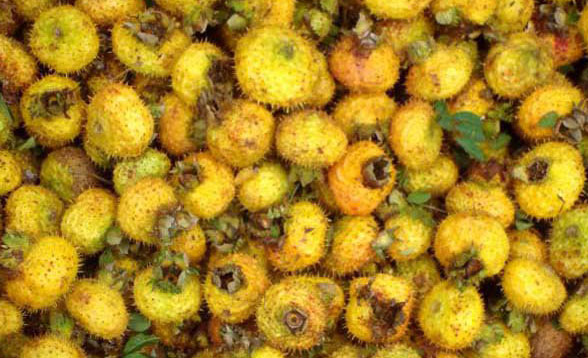 孕婦能吃刺梨嗎？