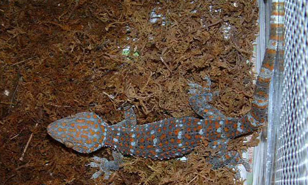 壁虎的壽命多長