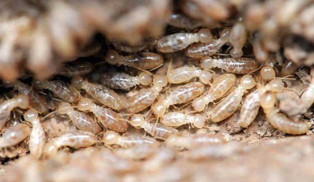 滅殺白蟻藥有哪些？