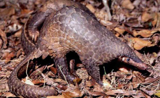 穿山甲養(yǎng)殖-穿山甲圖片