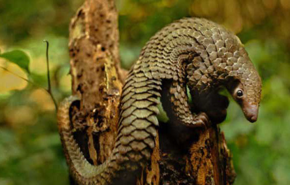 穿山甲養(yǎng)殖-穿山甲圖片