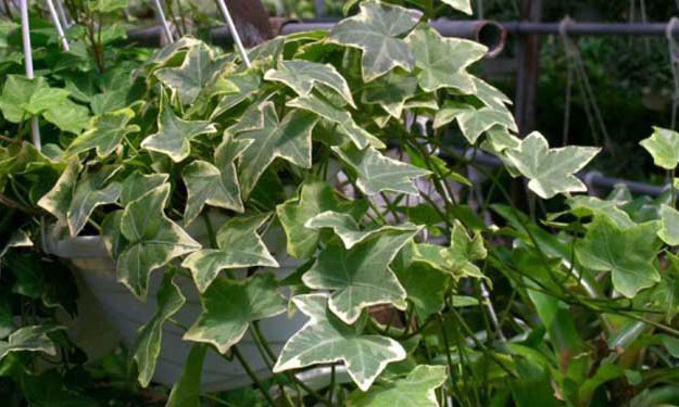 常春藤的養(yǎng)殖方法-常春藤圖片