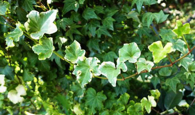 常春藤的養(yǎng)殖方法-常春藤圖片