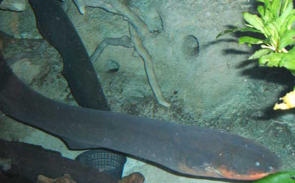 電鰻能電死人嗎？