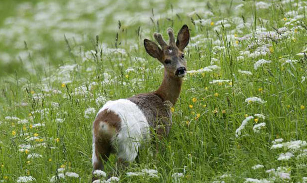 狍子的天敵有哪些？