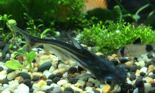 鸚鵡魚和什么魚混養(yǎng)好？