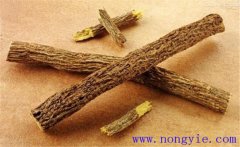 甘草的市場(chǎng)前景如何？地膜甘草栽培技術(shù)規(guī)程