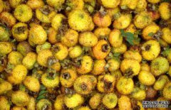 孕婦能吃刺梨嗎？