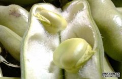 蠶豆有毒嗎?