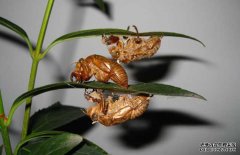 蟬蛻的真假如何鑒別？蟬蛻的功效與作用有哪些