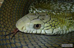 大王蛇咬人嗎？大王蛇是保護(hù)動(dòng)物嗎？