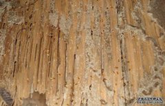 白蟻的生活環(huán)境是怎樣的？