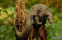 穿山甲養(yǎng)殖技術(shù)-穿山甲圖片