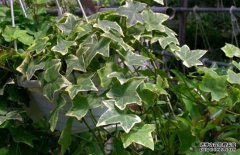 常春藤的養(yǎng)殖方法-常春藤圖片