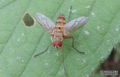 果蠅的危害有哪些？