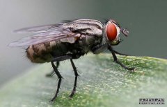 蒼蠅養(yǎng)殖-蒼蠅圖片