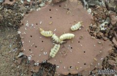 白蟻的天敵主要有哪些？