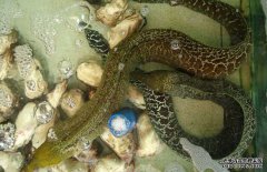 鰻魚常見病害有哪些，如何防治？