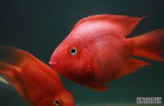 紅鸚鵡魚養(yǎng)殖-紅鸚鵡魚圖片