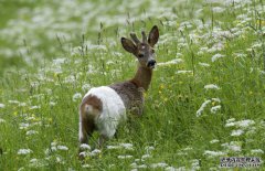 狍子的天敵有哪些?