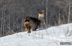 狍子養(yǎng)殖-狍子圖片