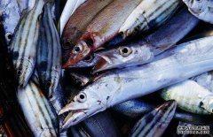 帶魚有哪幾種，為你介紹地球上帶魚的七大種類