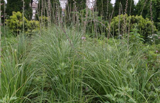 知母圖片 知母圖片